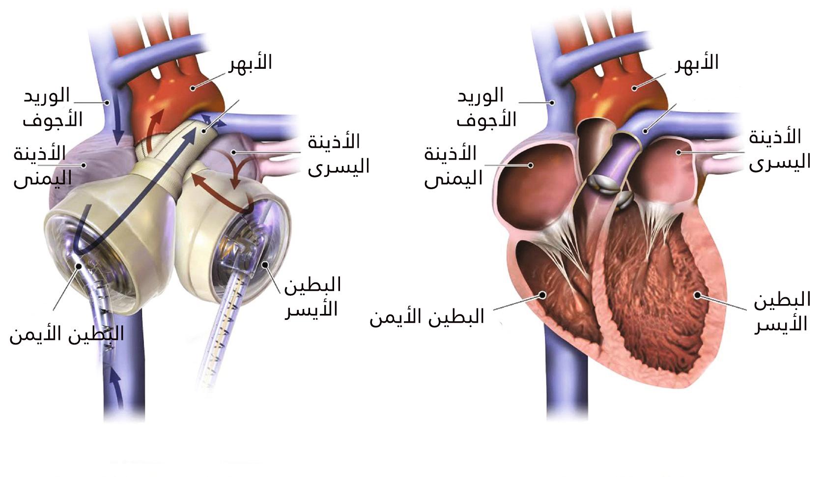 أي جزء من جهاز القلب الصناعي يؤدي الوظيفة الرئيسية للقلب