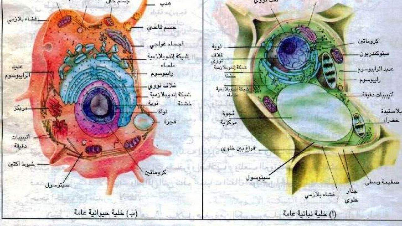 رتب أجزاء الخلية الحيوانية كما هو مطلوب في الشكل أدناه