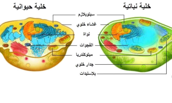 تختلف الخلية النباتية عن الخلية الحيوانية في انها تحتوي على