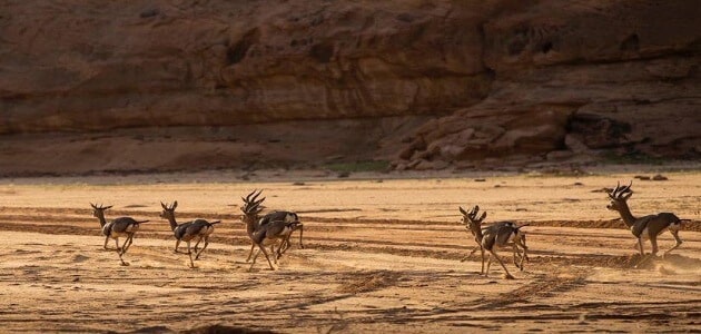 بحث عن المناطق الحيوية البرية ومواصفاتها