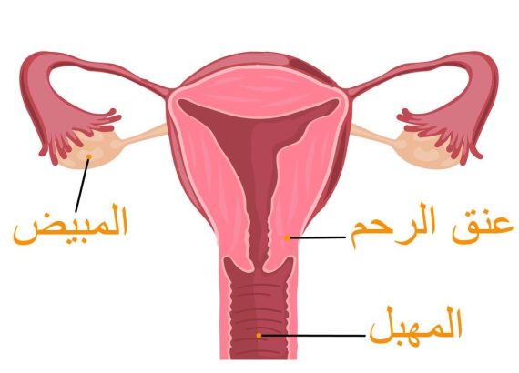 تجربتي في تنظيف الرحم وقت الدورة