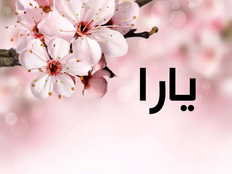 دلع اسم يارا 